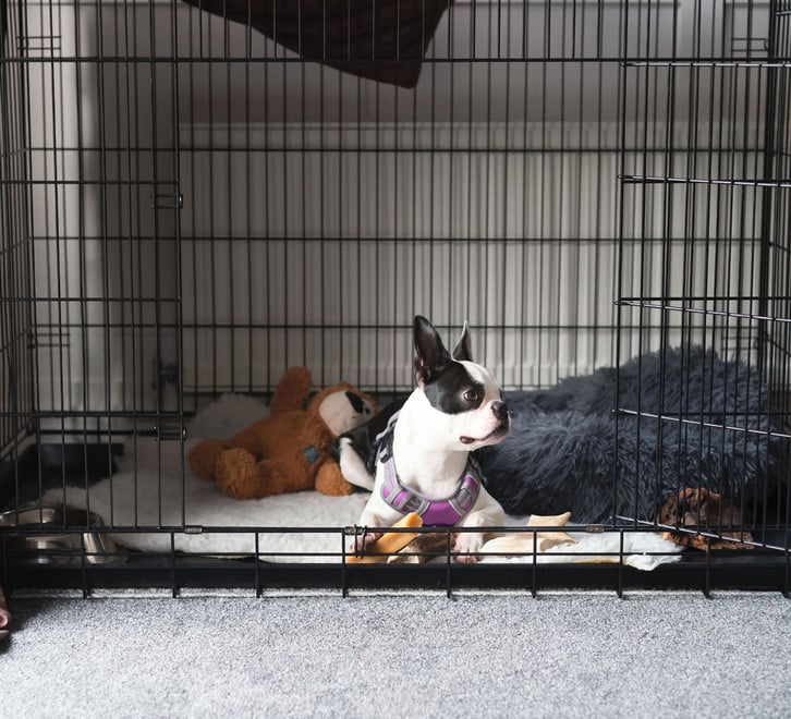 Pawtastic Pet Crate